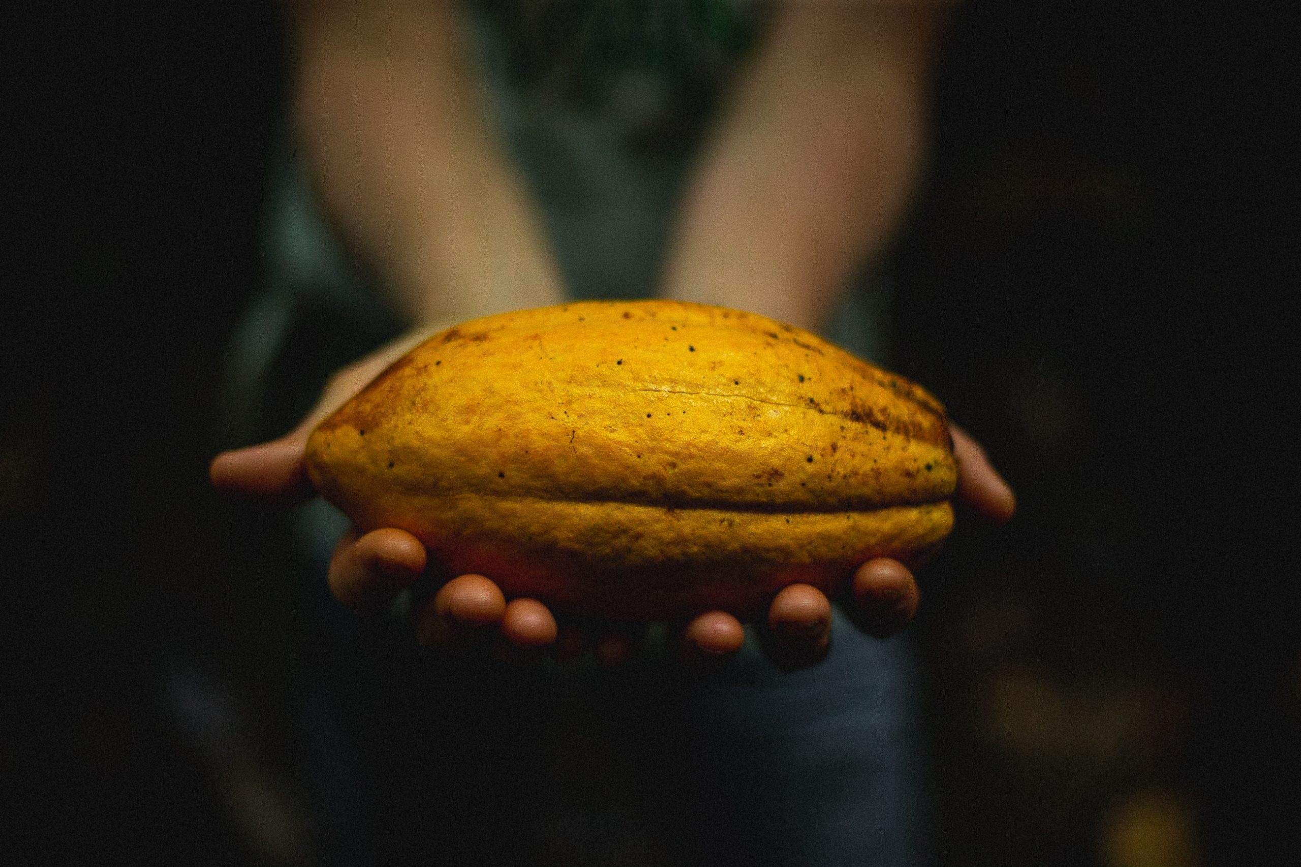 Harvest: ripe cacao pod on the tree
