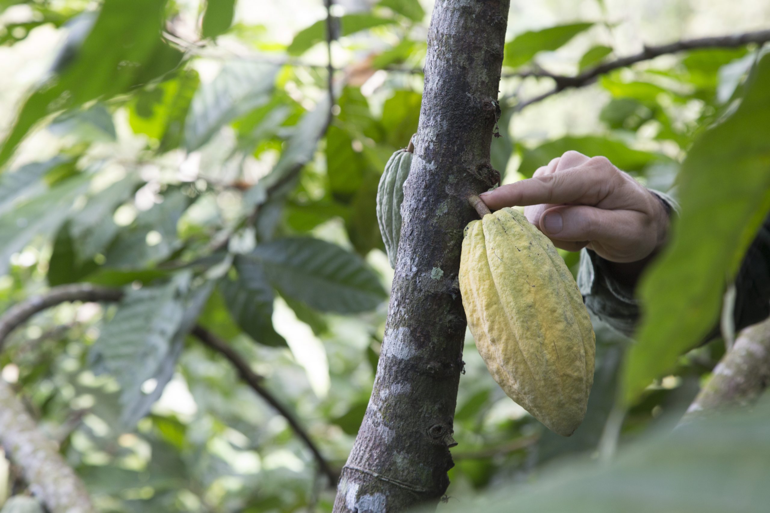 Schritt 1: Ernte – Jede Frucht wird von Hand geerntet und geöffnet, die Bohnen nach Qualität sortiert