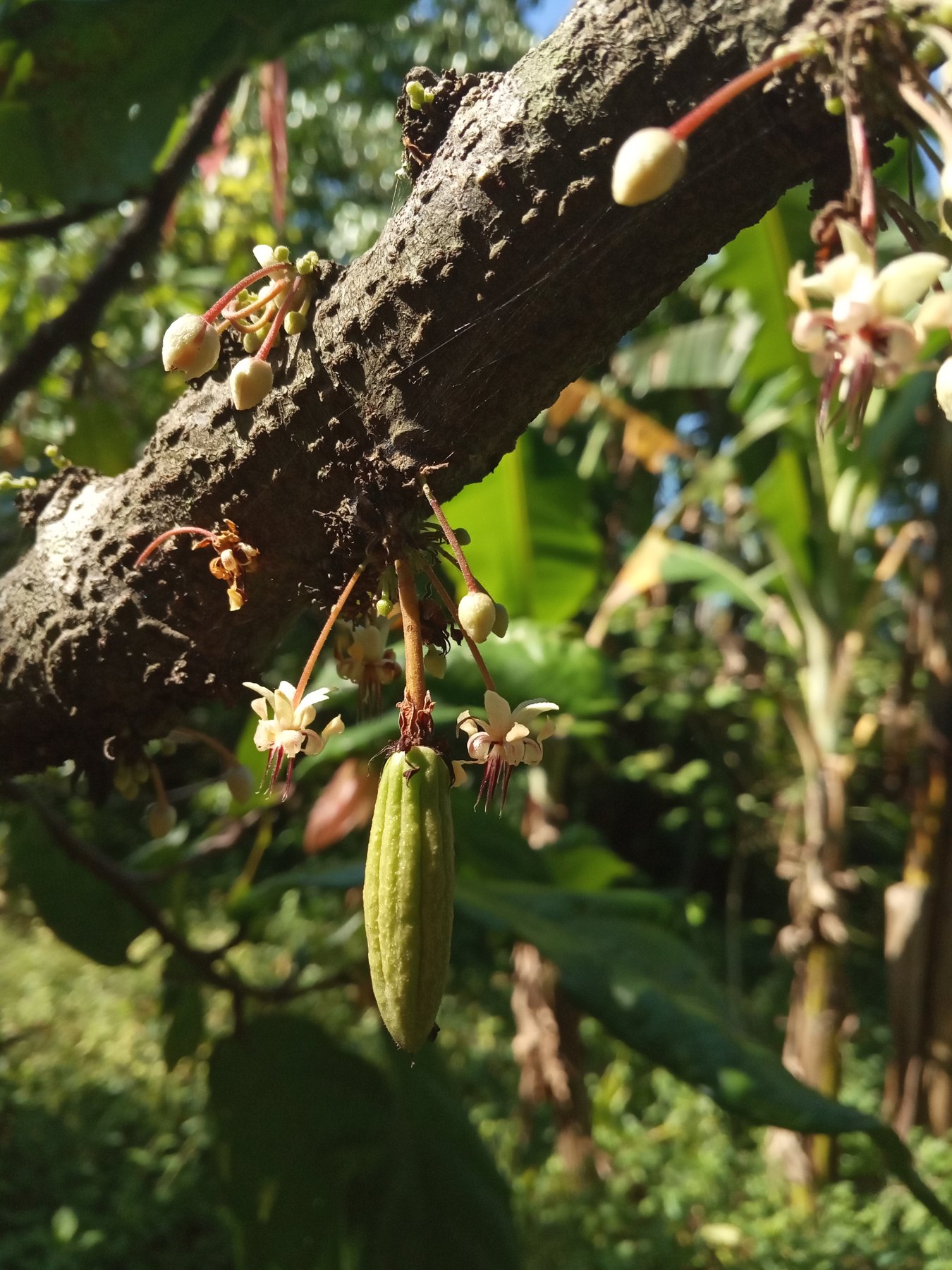 The plant – cacao pod, flowers and buds growing directly on the trunk