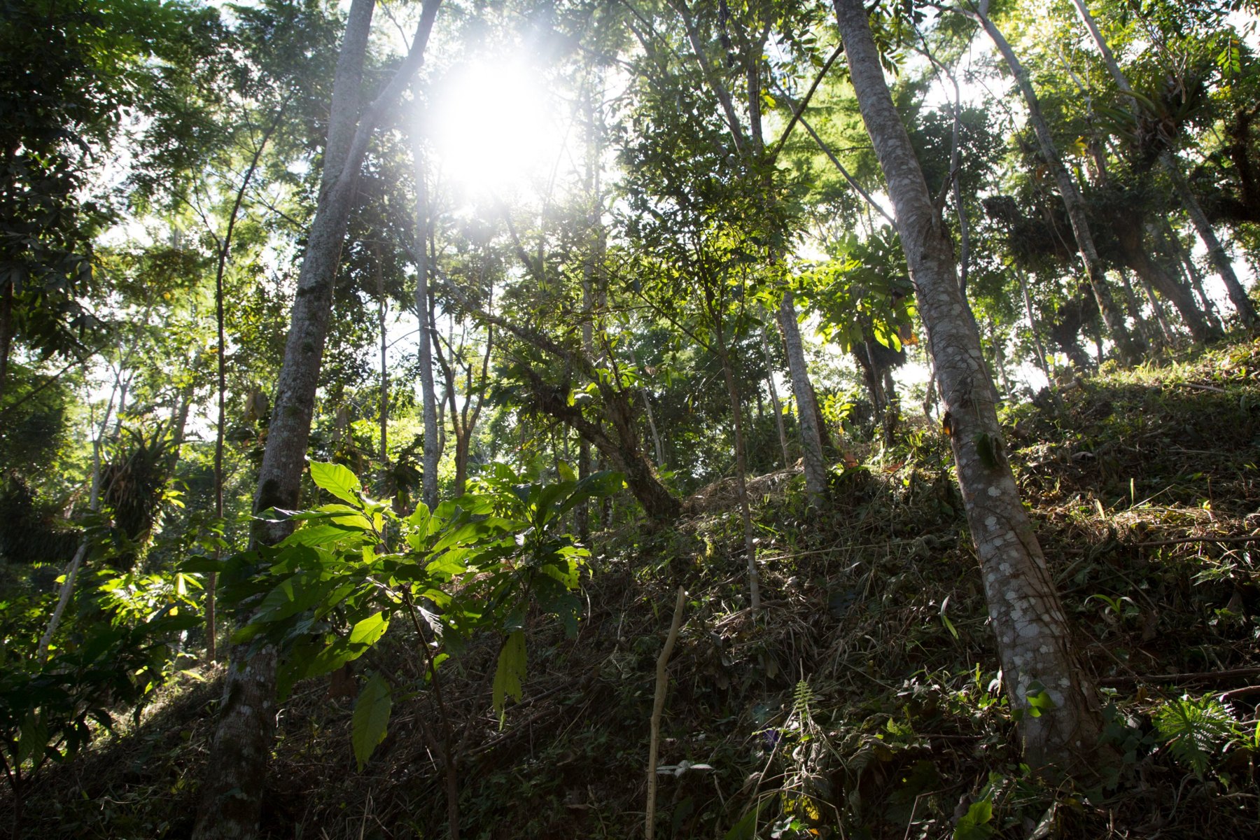 Das Agroforstsystem der Finca El Porvenir – junge Kakaobäume im Schatten hoher Harthölzer