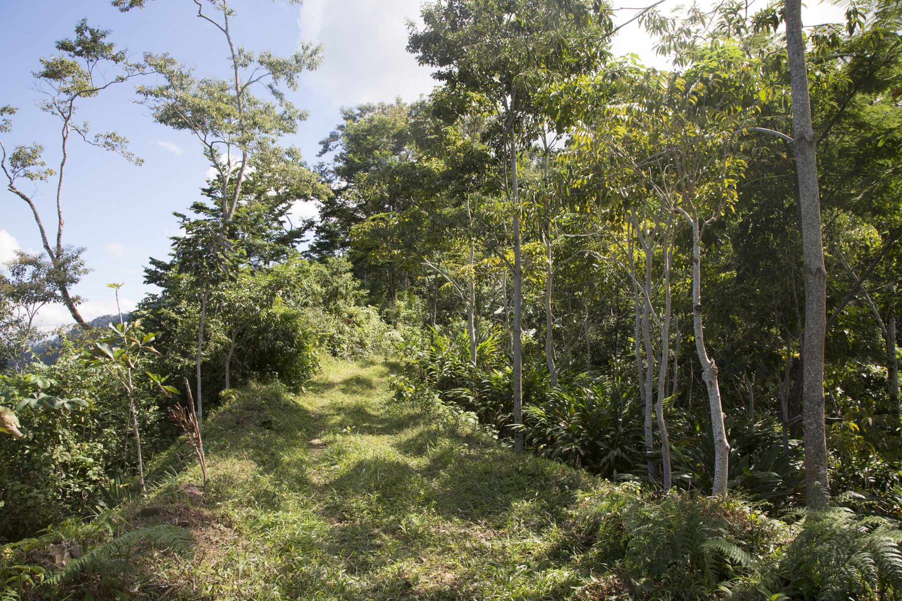 Der Kakao · Die Anbauweise – Ein Wald statt einer Plantage