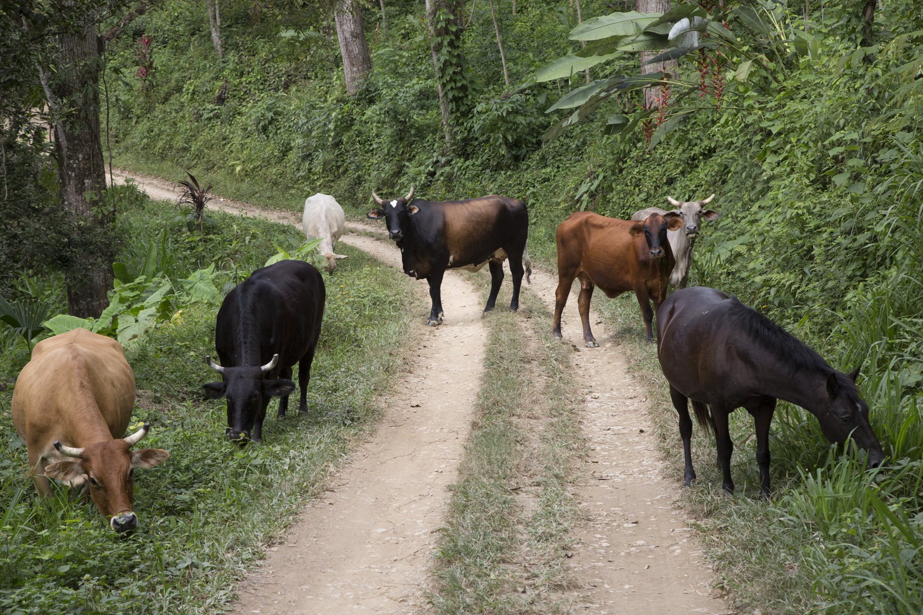 Kühe – Milch und Dung für die Finca