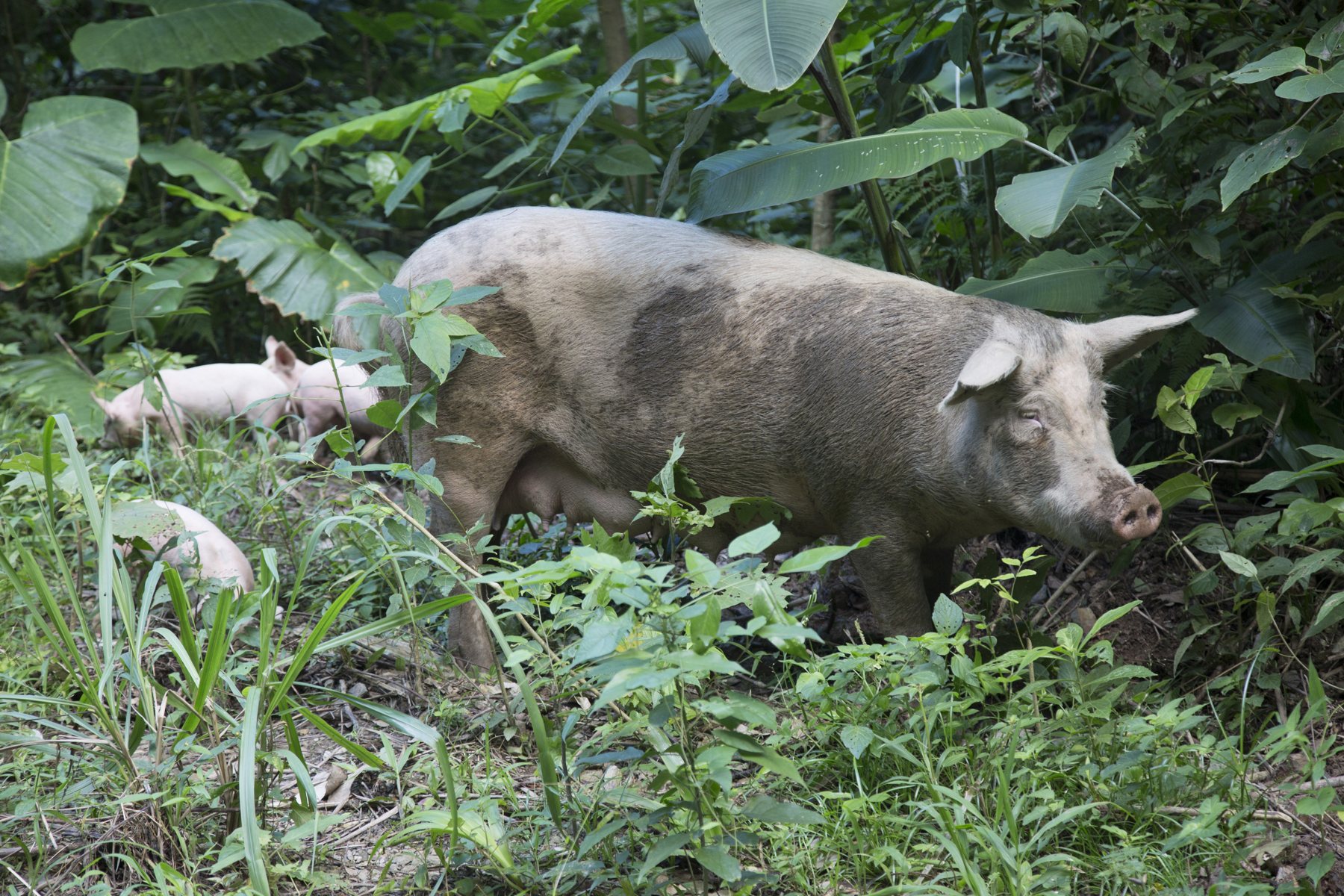Schweine – Dünger für den Kakao – ganz ohne Chemie