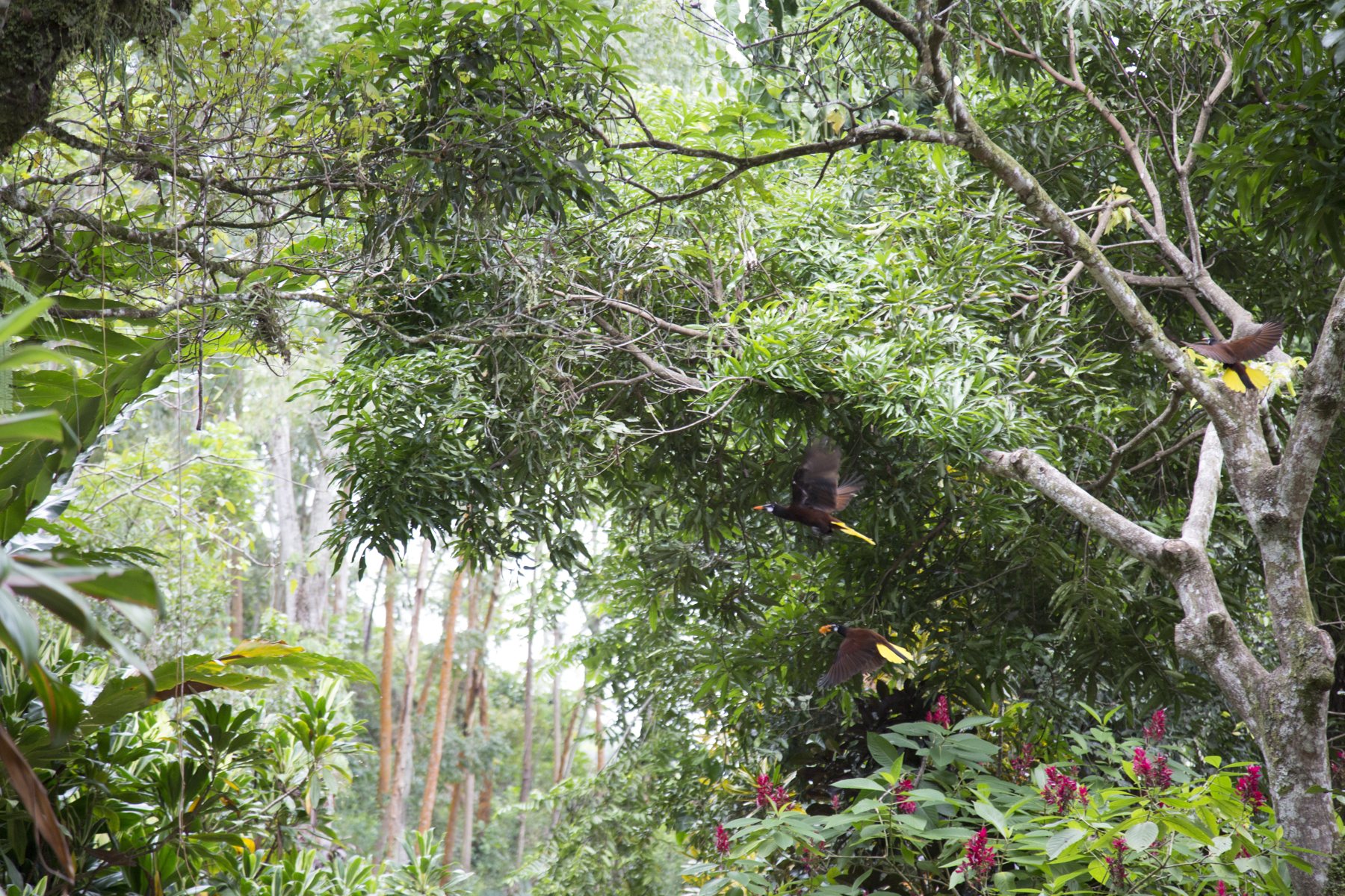 Montezuma-Stirnvögel – Der Wald bringt die Vögel zurück